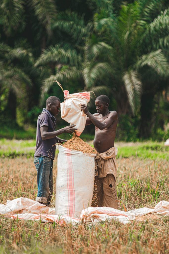 pexels photo 11196880 Two African men packing rice into sacks in an outdoor field with lush greenery.